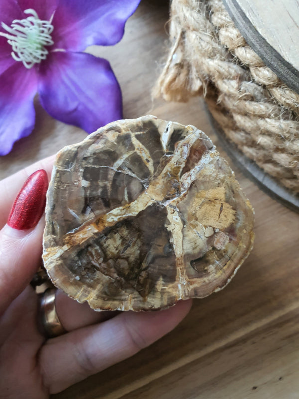 Kleine Versteend hout stam (nr 3)