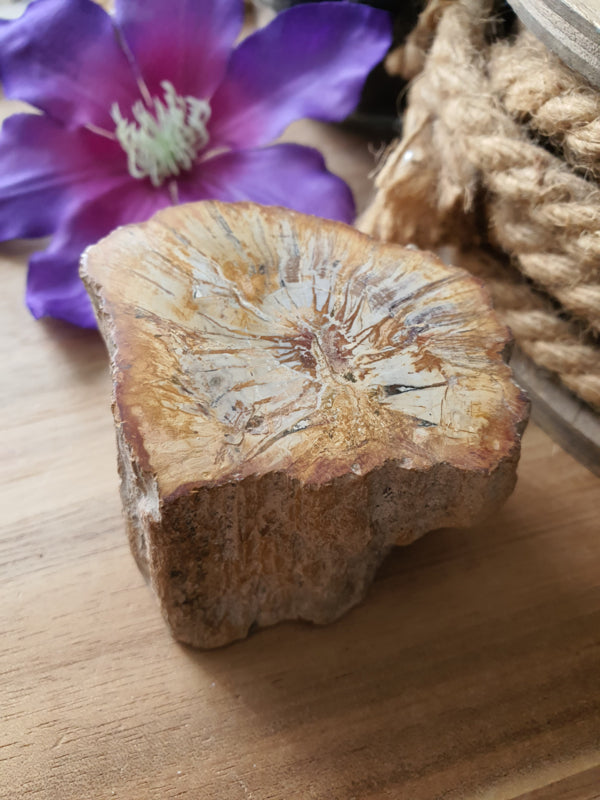 Kleine Versteend hout stam (nr 2)