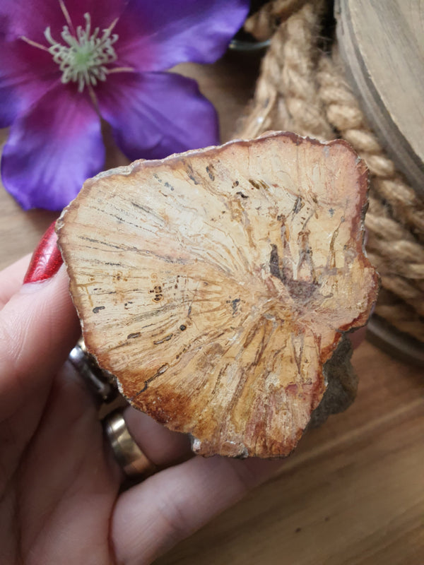 Kleine Versteend hout stam (nr 2)