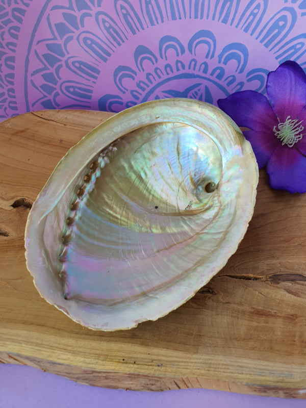 Abalone smudge schelp Haliotis diversicolor L -- ±15.5-18 cm