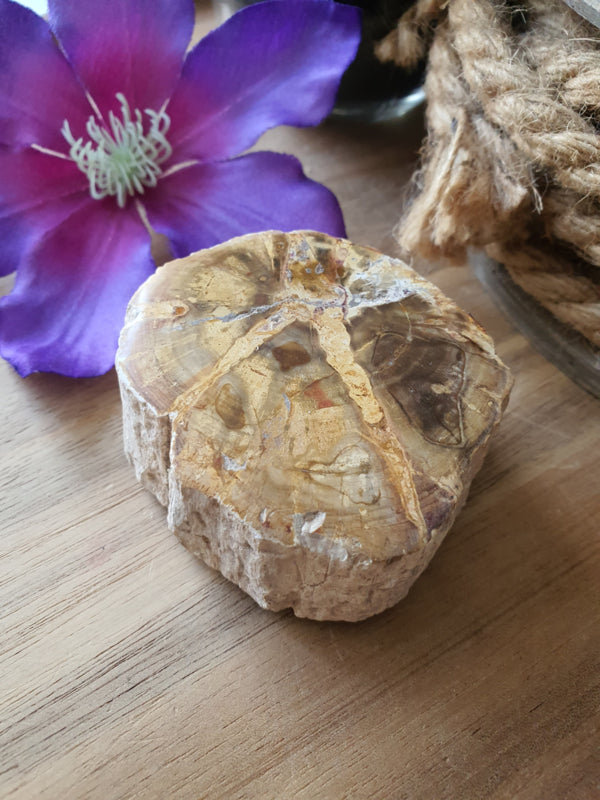 Kleine Versteend hout stam (nr 3)