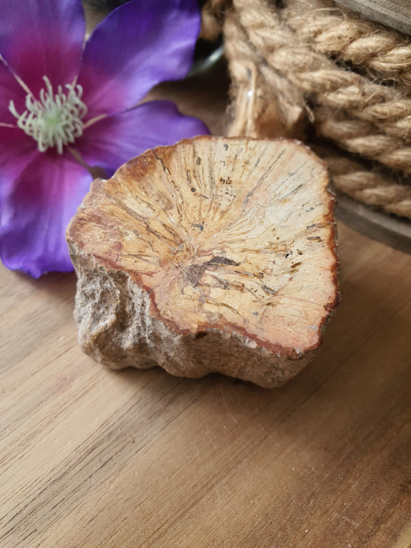 Kleine Versteend hout stam (nr 2)