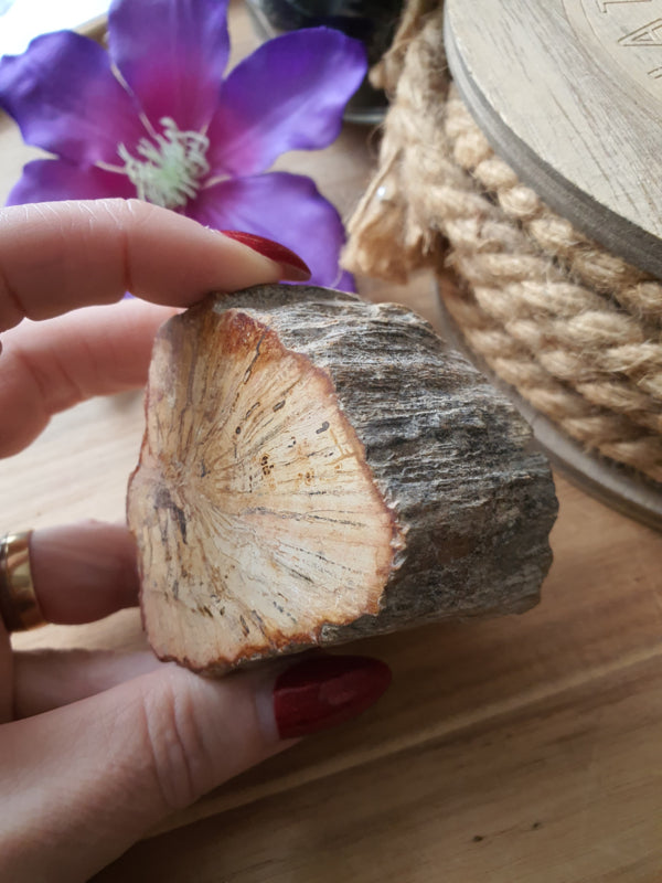 Kleine Versteend hout stam (nr 2)
