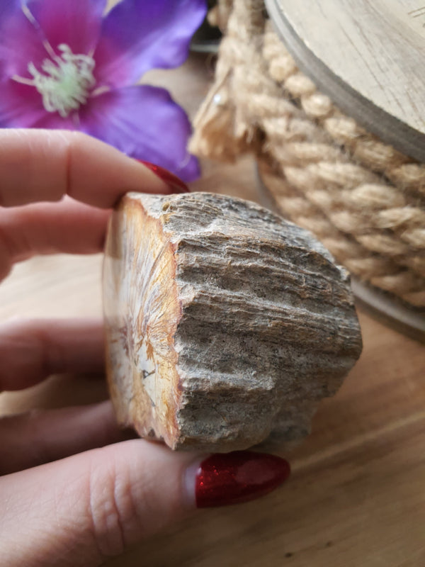 Kleine Versteend hout stam (nr 2)