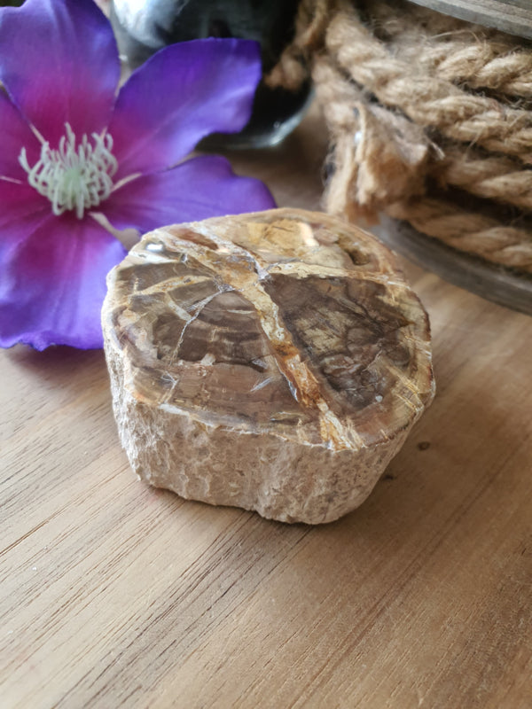 Kleine Versteend hout stam (nr 3)