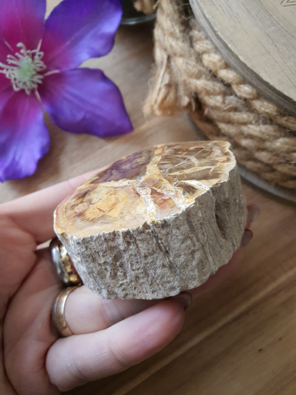 Kleine Versteend hout stam (nr 3)